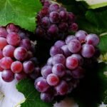 Racimos de uvas frescas con gotas de agua sobre hojas verdes, ideales para temas de alimentación y naturaleza