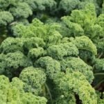 Hojas frescas de kale, una hoja verde conocida como superalimento por sus propiedades nutricionales y antioxidantes.