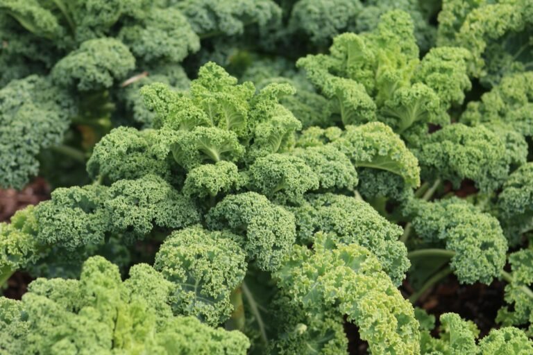 Hojas frescas de kale, una hoja verde conocida como superalimento por sus propiedades nutricionales y antioxidantes.