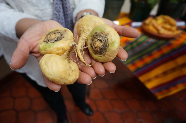 Raíces de maca en manos, destacando este superalimento natural con propiedades energizantes y adaptógenas.