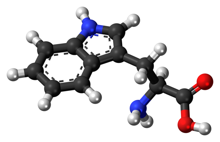 Representación 3D de la molécula de triptófano con estructura química detallada.