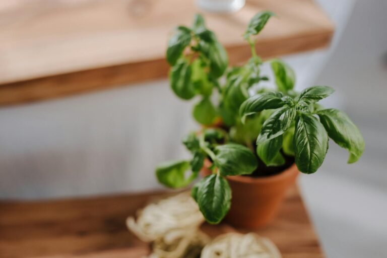 Planta de orégano en una maceta sobre una superfície de madera.