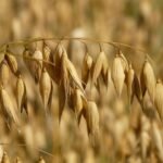 Espigas de avena madura en un campo dorado bajo la luz del sol.