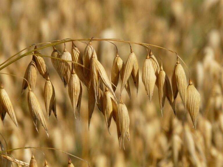 Espigas de avena madura en un campo dorado bajo la luz del sol.