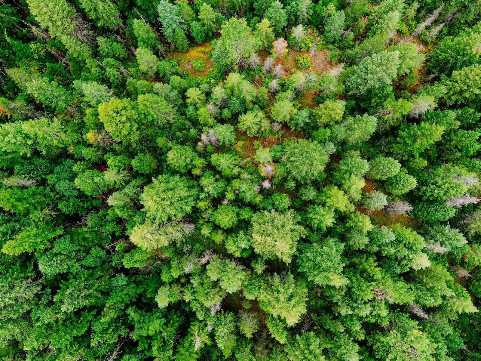 Vista aérea de un denso bosque verde con variedad de árboles.