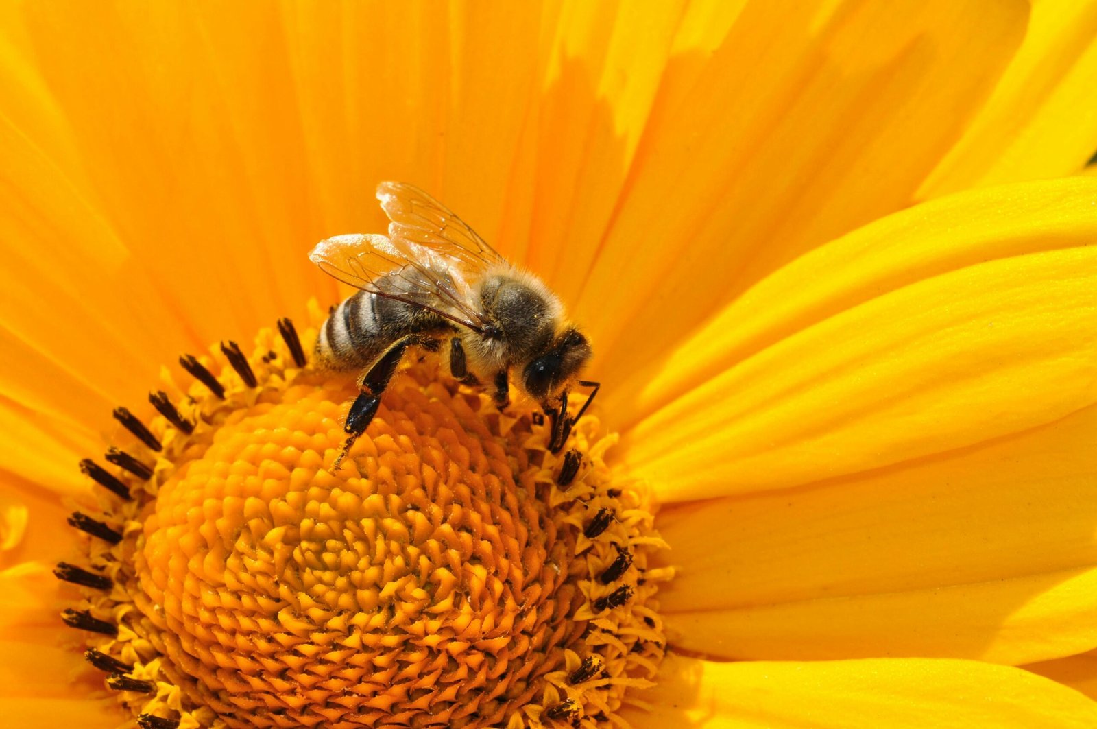 Fotografía macro de una abeja recolectando polen en una flor amarilla vibrante a la luz del día.