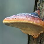 hongo reishi creciendo en un arbol