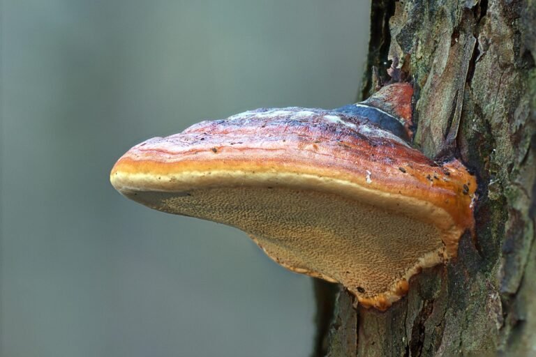 hongo reishi creciendo en un arbol