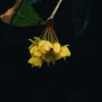 Primer plano de flores de agracejo amarillo sobre un fondo oscuro, que muestra la belleza de la naturaleza.