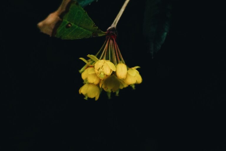 Primer plano de flores de agracejo amarillo sobre un fondo oscuro, que muestra la belleza de la naturaleza.